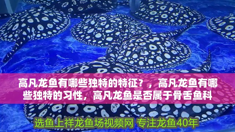 高凡龍魚有哪些獨特的特征？，高凡龍魚有哪些獨特的習性，高凡龍魚是否屬于骨舌魚科 高凡龍魚有哪些獨特的特征？，高凡龍魚有哪些獨特的習性，高凡龍魚是否屬于骨舌魚科 龍魚百科