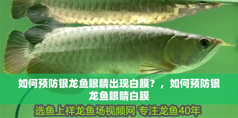 如何預防銀龍魚眼睛出現白膜？，如何預防銀龍魚眼睛白膜