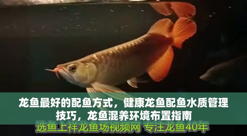 龍魚最好的配魚方式，健康龍魚配魚水質(zhì)管理技巧，龍魚混養(yǎng)環(huán)境布置指南
