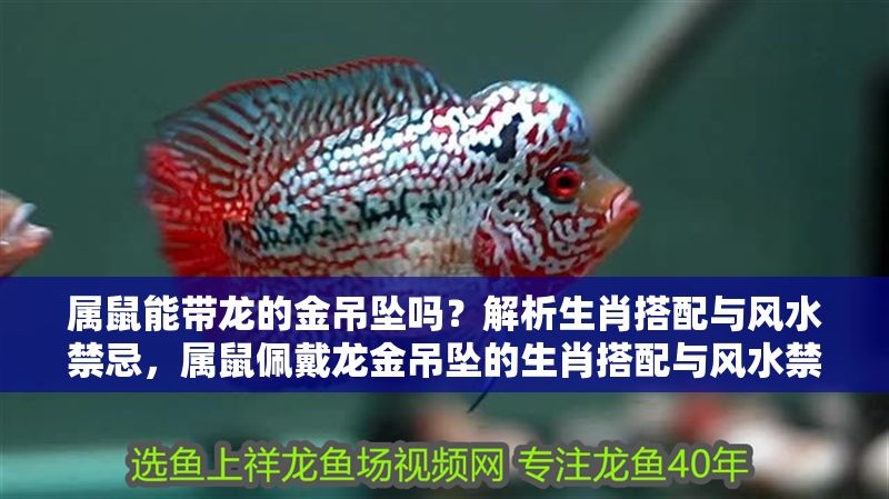 屬鼠能帶龍的金吊墜嗎？解析生肖搭配與風(fēng)水禁忌，屬鼠佩戴龍金吊墜的生肖搭配與風(fēng)水禁忌解析