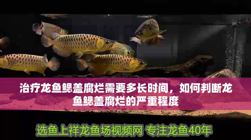 治療龍魚鰓蓋腐爛需要多長時間，如何判斷龍魚鰓蓋腐爛的嚴(yán)重程度 治療龍魚鰓蓋腐爛需要多長時間，如何判斷龍魚鰓蓋腐爛的嚴(yán)重程度 龍魚百科
