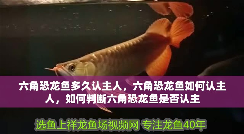 六角恐龍魚多久認(rèn)主人，六角恐龍魚如何認(rèn)主人，如何判斷六角恐龍魚是否認(rèn)主
