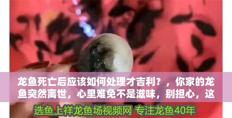 龍魚死亡后應該如何處理才吉利？，你家的龍魚突然離世，心里難免不是滋味，別擔心，這種事不少見 龍魚死亡后應該如何處理才吉利？，你家的龍魚突然離世，心里難免不是滋味，別擔心，這種事不少見 龍魚百科