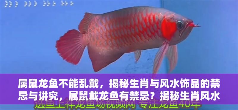 屬鼠龍魚不能亂戴，揭秘生肖與風水飾品的禁忌與講究，屬鼠戴龍魚有禁忌？揭秘生肖風水飾品的講究與忌諱