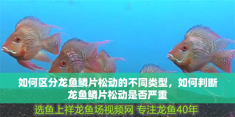 如何區(qū)分龍魚鱗片松動(dòng)的不同類型，如何判斷龍魚鱗片松動(dòng)是否嚴(yán)重