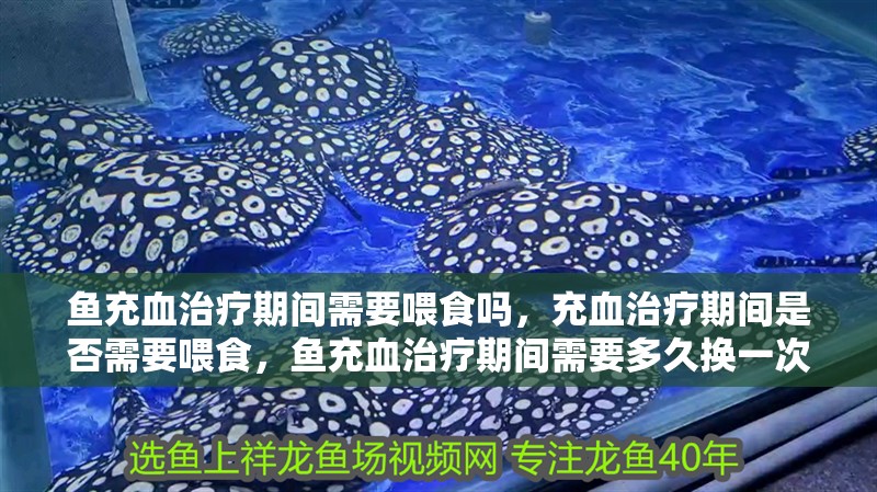 魚充血治療期間需要喂食嗎，充血治療期間是否需要喂食，魚充血治療期間需要多久換一次水