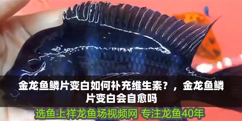 金龍魚鱗片變白如何補充維生素？，金龍魚鱗片變白會自愈嗎 金龍魚鱗片變白如何補充維生素？，金龍魚鱗片變白會自愈嗎 龍魚百科