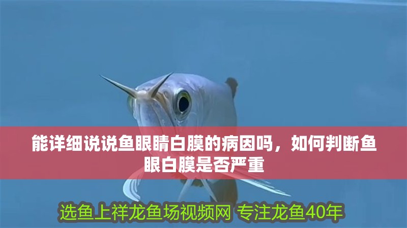 能詳細說說魚眼睛白膜的病因嗎，如何判斷魚眼白膜是否嚴重