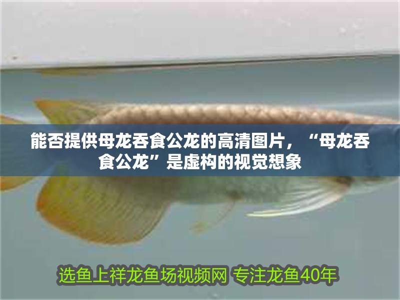 能否提供母龍吞食公龍的高清圖片，“母龍吞食公龍”是虛構的視覺想象