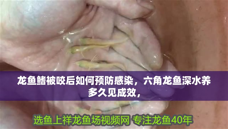 龍魚鰭被咬后如何預防感染，六角龍魚深水養多久見成效， 龍魚鰭被咬后如何預防感染，六角龍魚深水養多久見成效， 龍魚百科