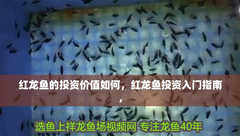 紅龍魚的投資價(jià)值如何，紅龍魚投資入門指南，