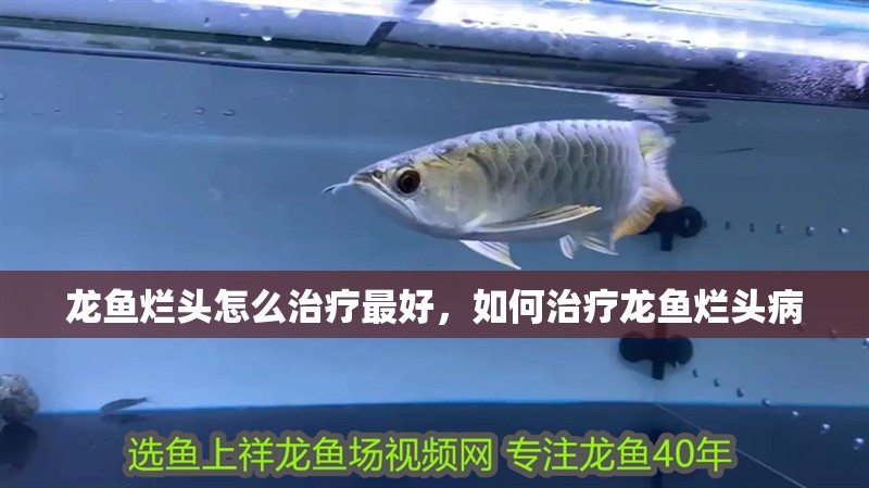 龍魚爛頭怎么治療最好，如何治療龍魚爛頭病