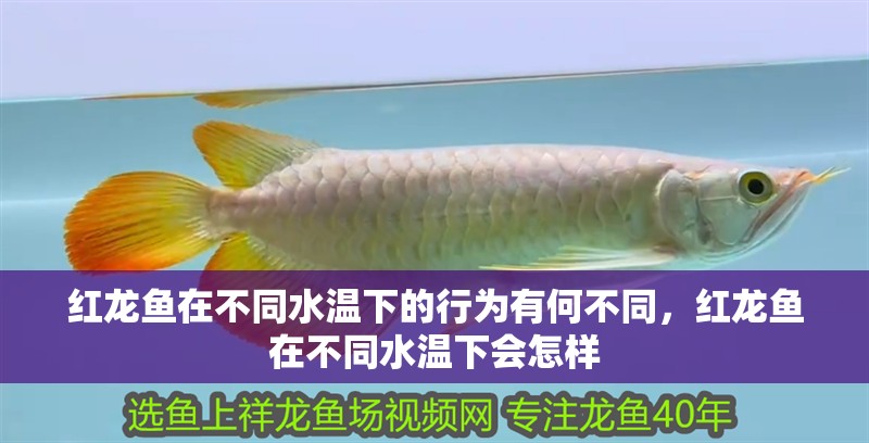 魚缸用增氧泵價格是多少:魚缸增氧機-xtrac增氧機-xtrac增氧機 紅龍魚在不同水溫下的行為有何不同,紅龍魚在不同水溫下會怎樣 龍魚百科 紅龍魚在不同水溫下的行為有何不同,紅龍魚在不同水溫下會怎樣 紅龍魚在不同水溫下的行為有何不同,紅龍魚在不同水溫下會怎樣 龍魚百科