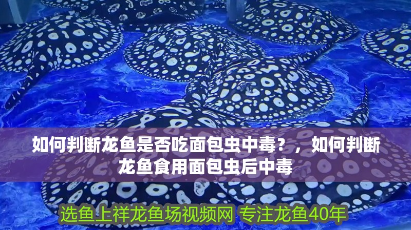 如何判斷龍魚(yú)是否吃面包蟲(chóng)中毒？，如何判斷龍魚(yú)食用面包蟲(chóng)后中毒