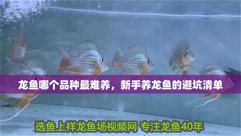 龍魚哪個品種最難養，新手養龍魚的避坑清單 龍魚哪個品種最難養，新手養龍魚的避坑清單 龍魚百科