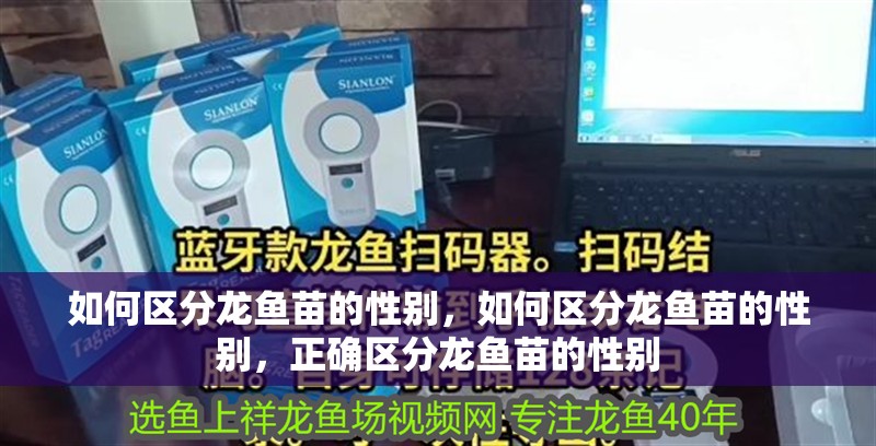 如何區分龍魚苗的性別，如何區分龍魚苗的性別，正確區分龍魚苗的性別