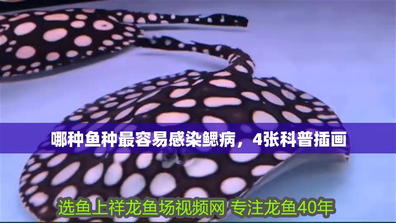 哪種魚種最容易感染鰓病，4張科普插畫 哪種魚種最容易感染鰓病，4張科普插畫 龍魚百科