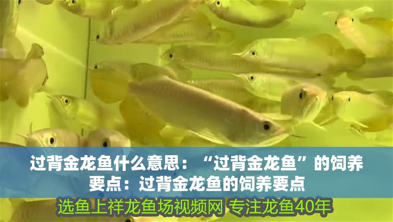 過背金龍魚什么意思：“過背金龍魚”的飼養要點：過背金龍魚的飼養要點