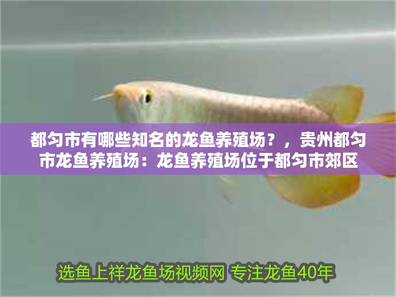都勻市有哪些知名的龍魚養(yǎng)殖場？，貴州都勻市龍魚養(yǎng)殖場：龍魚養(yǎng)殖場位于都勻市郊區(qū)