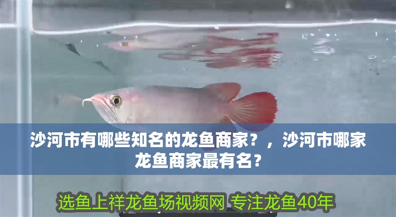 沙河市有哪些知名的龍魚商家？，沙河市哪家龍魚商家最有名？