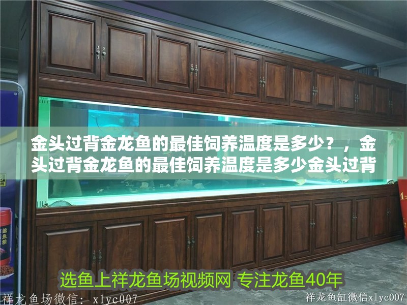 金頭過背金龍魚的最佳飼養溫度是多少？，金頭過背金龍魚的最佳飼養溫度是多少金頭過背金龍魚的最佳飼養技巧