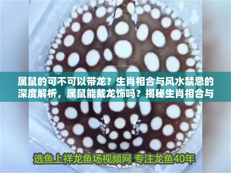 屬鼠的可不可以帶龍？生肖相合與風(fēng)水禁忌的深度解析，屬鼠能戴龍飾嗎？揭秘生肖相合與風(fēng)水禁忌
