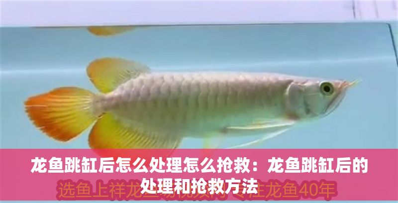 龍魚跳缸后怎么處理怎么搶救：龍魚跳缸后的處理和搶救方法