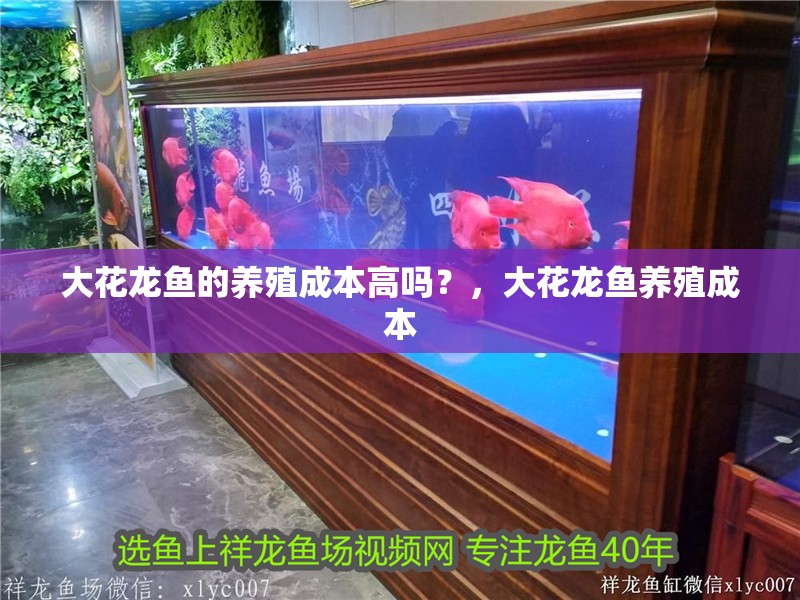 大花龍魚的養殖成本高嗎？，大花龍魚養殖成本 大花龍魚的養殖成本高嗎？，大花龍魚養殖成本 龍魚百科