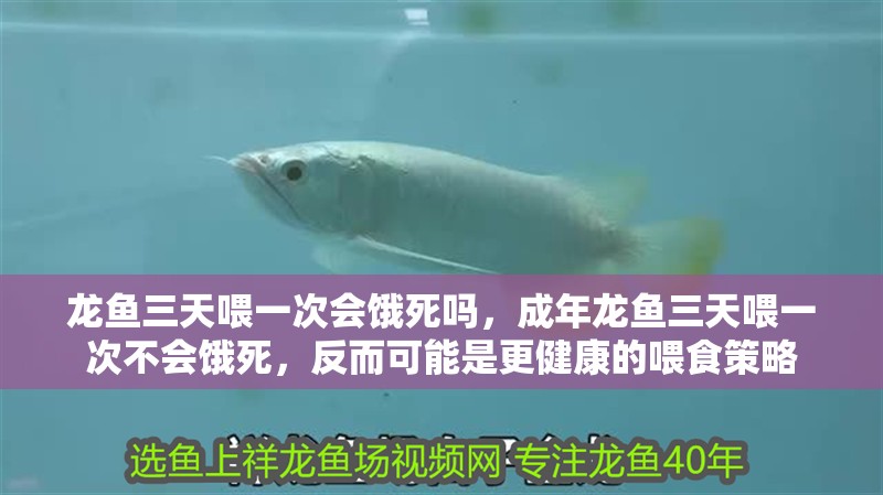 龍魚三天喂一次會餓死嗎，成年龍魚三天喂一次不會餓死，反而可能是更健康的喂食策略