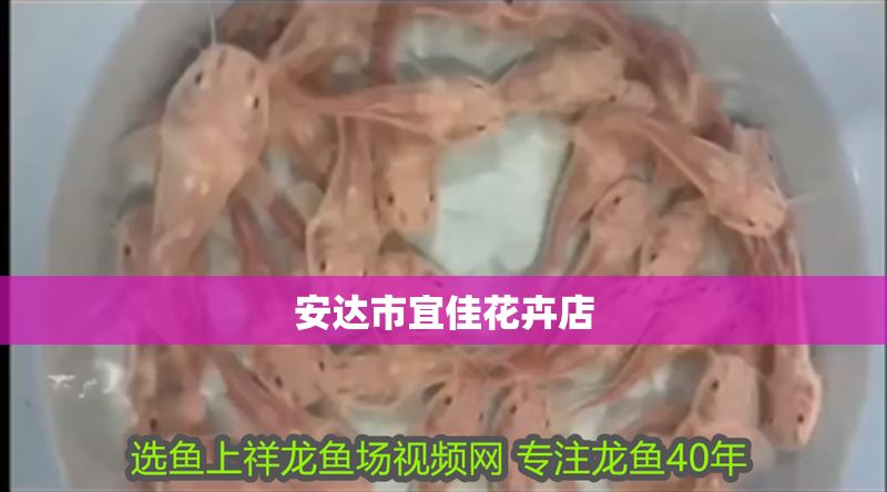 安達市宜佳花卉店 全國水族館企業名錄 第1張 安達市宜佳花卉店 安達市宜佳花卉店 全國水族館企業名錄 第1張