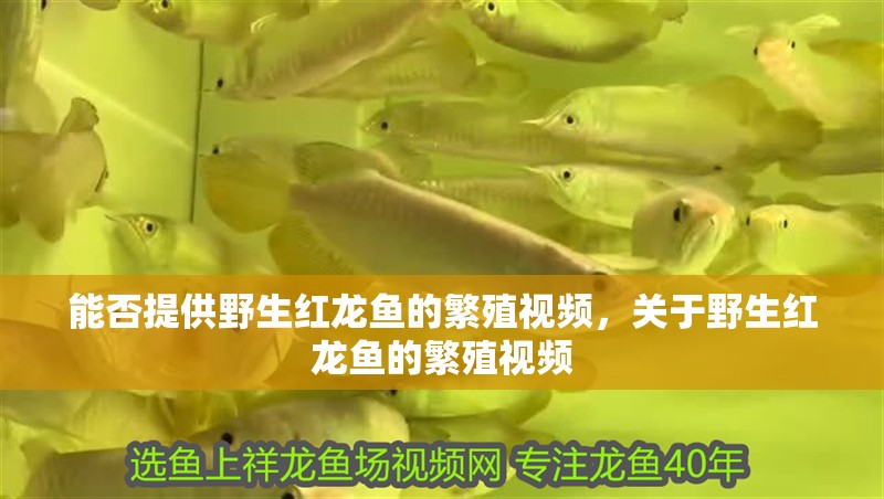 能否提供野生紅龍魚的繁殖視頻，關于野生紅龍魚的繁殖視頻