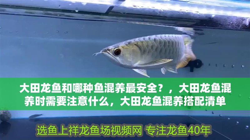 <strong><mark>大田</mark></strong>龍魚(yú)和哪種魚(yú)混養(yǎng)最安全？，<strong><mark>大田</mark></strong>龍魚(yú)混養(yǎng)時(shí)需要注意什么，<strong><mark>大田</mark></strong>龍魚(yú)混養(yǎng)搭配清單