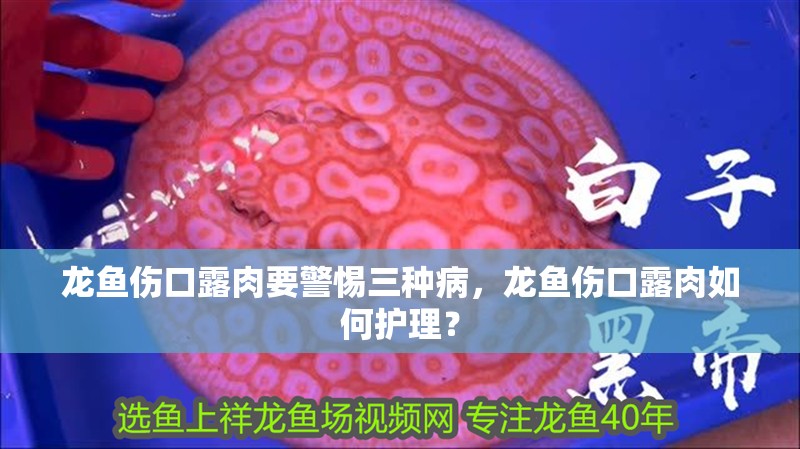 龍魚傷口露肉要警惕三種病，龍魚傷口露肉如何護理？