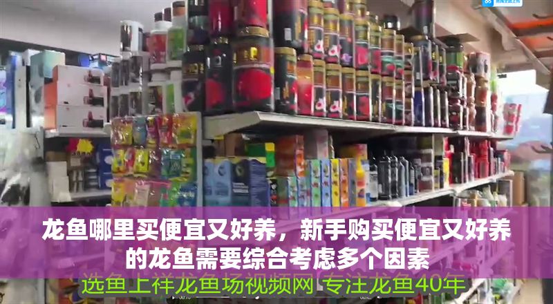 龍魚哪里買便宜又好養(yǎng)，新手購(gòu)買便宜又好養(yǎng)的龍魚需要綜合考慮多個(gè)因素