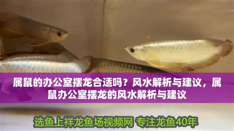 屬鼠的辦公室擺龍合適嗎？風水解析與建議，屬鼠辦公室擺龍的風水解析與建議