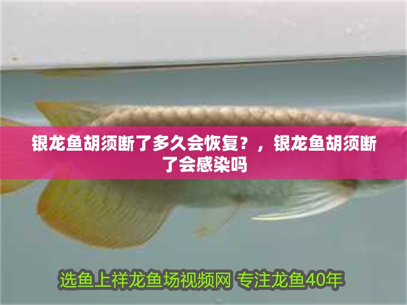 銀龍魚胡須斷了多久會恢復？，銀龍魚胡須斷了會感染嗎