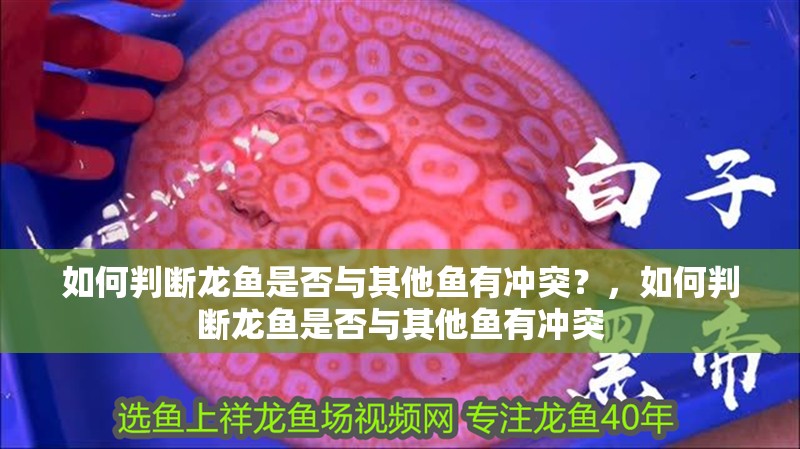 如何判斷龍魚是否與其他魚有沖突？，如何判斷龍魚是否與其他魚有沖突