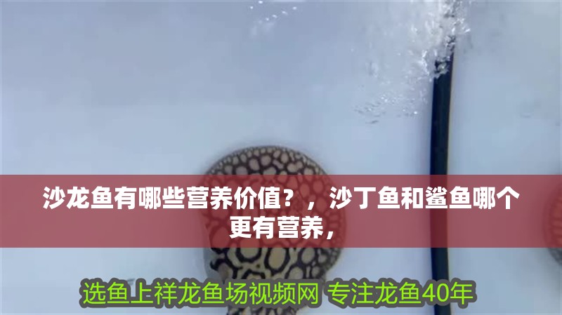 沙龍魚有哪些營養(yǎng)價(jià)值？，沙丁魚和鯊魚哪個(gè)更有營養(yǎng)，