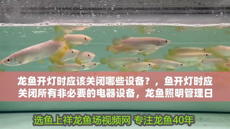 龍魚開燈時應該關閉哪些設備？，魚開燈時應關閉所有非必要的電器設備，龍魚照明管理日程表