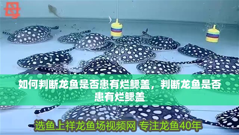 如何判斷龍魚是否患有爛鰓蓋，判斷龍魚是否患有爛鰓蓋