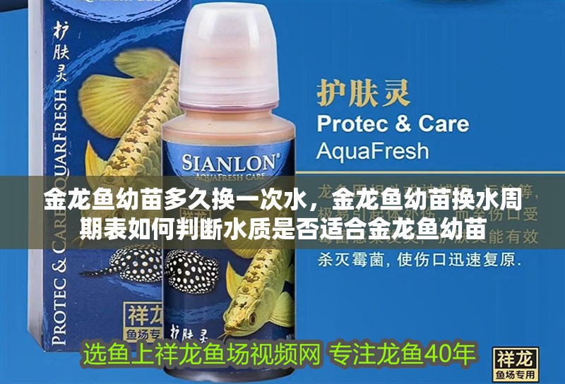 金龍魚幼苗多久換一次水，金龍魚幼苗換水周期表如何判斷水質是否適合金龍魚幼苗