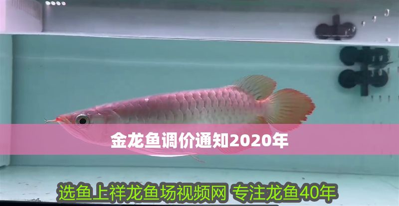 金龍魚調價通知2020年 金龍魚調價通知2020年 龍魚百科 第2張