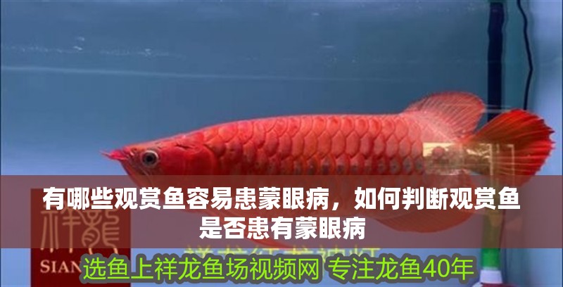 有哪些觀賞魚容易患蒙眼病，如何判斷觀賞魚是否患有蒙眼病