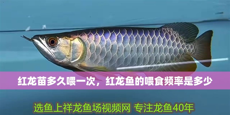 紅龍苗多久喂一次，紅龍魚的喂食頻率是多少