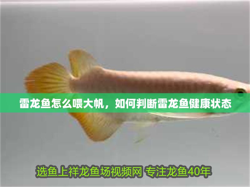 雷龍魚怎么喂大帆，如何判斷雷龍魚健康狀態
