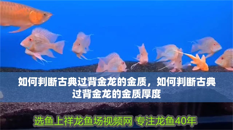 如何判斷古典過背金龍的金質(zhì)，如何判斷古典過背金龍的金質(zhì)厚度