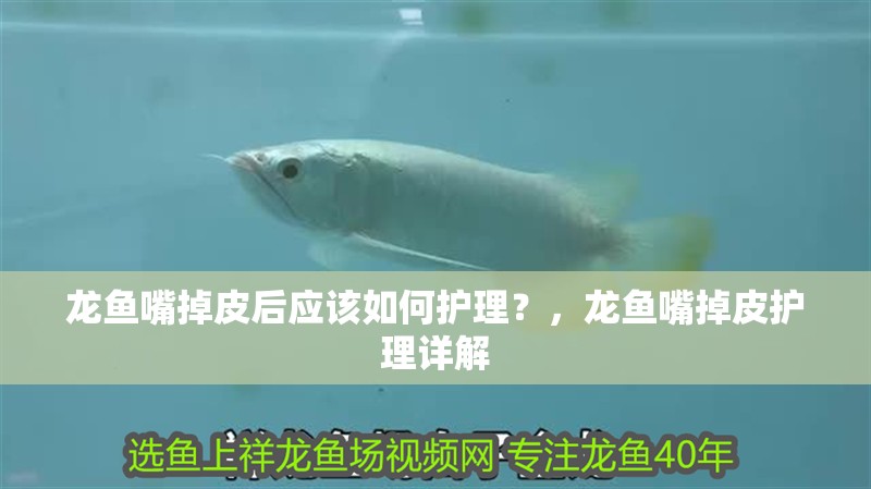 龍魚嘴掉皮后應(yīng)該如何護理？，龍魚嘴掉皮護理詳解 龍魚嘴掉皮后應(yīng)該如何護理？，龍魚嘴掉皮護理詳解 龍魚百科