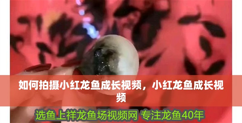 如何拍攝小紅龍魚成長視頻，小紅龍魚成長視頻