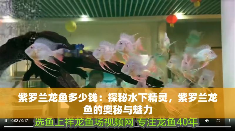 紫羅蘭龍魚多少錢：探秘水下精靈，紫羅蘭龍魚的奧秘與魅力