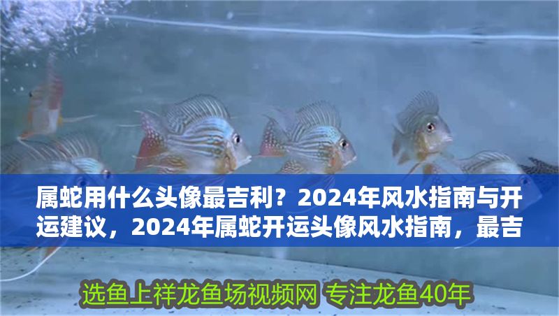 屬蛇用什么頭像最吉利？2024年風水指南與開運建議，2024年屬蛇開運頭像風水指南，最吉利頭像選擇與運勢提升建議 屬蛇用什么頭像最吉利？2024年風水指南與開運建議，2024年屬蛇開運頭像風水指南，最吉利頭像選擇與運勢提升建議 龍魚百科 第1張